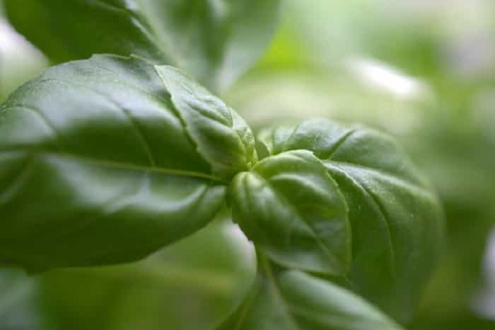 Basil pesto