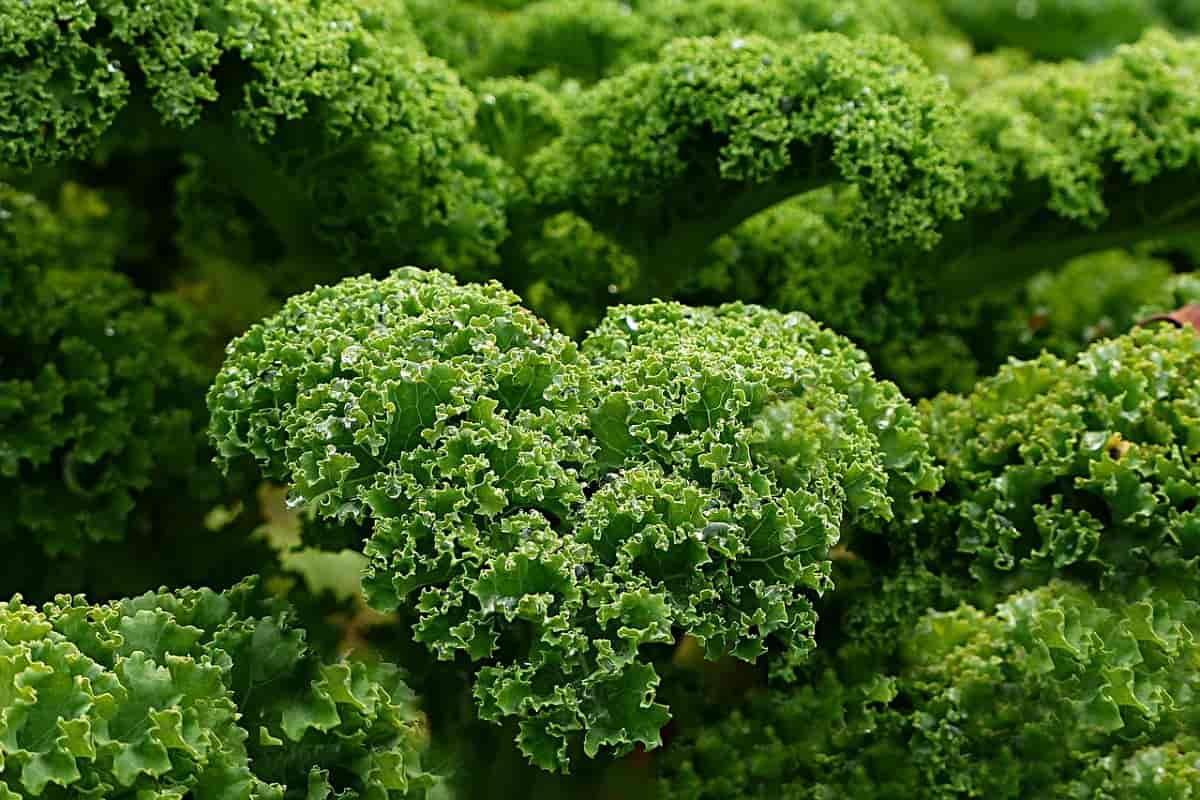 Nutritional Value Of Kale