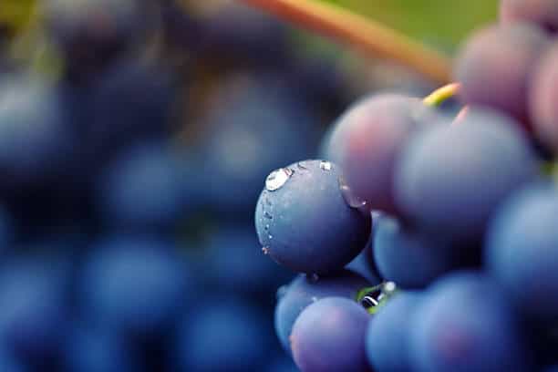 Grapes