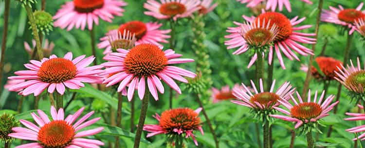 Echinacea