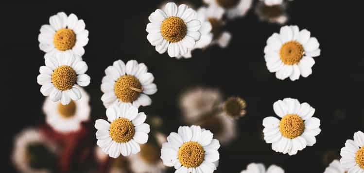 Feverfew
