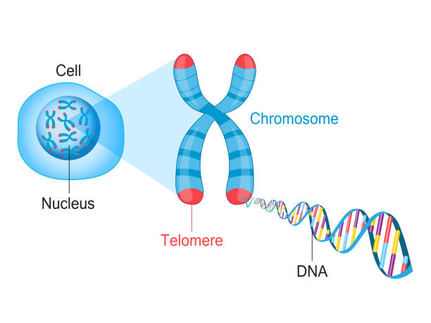 What Is a Chromosomal Disorder