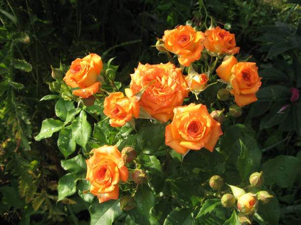 Orange Rose