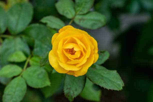 Yellow Rose