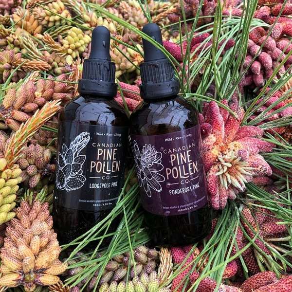 Harnessing the Power of Pine Pollen